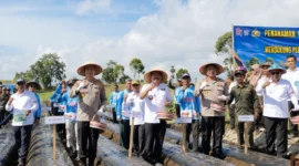 Perkuat Ketahanan Pangan, Wako Alfin Hadiri Gerakan Tanam Bawang Putih di Kayu Aro
(Foto: jambiekspres.
disway/AI)