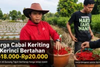 Harga Cabai Keriting di Kerinci Bertahan Rp20 Ribu, Petani Harap Tetap Stabil
(Foto: Desi Hermila
/rri/AI)