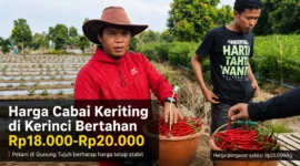 Harga Cabai Keriting di Kerinci Bertahan Rp20 Ribu, Petani Harap Tetap Stabil
(Foto: Desi Hermila
/rri/AI)