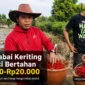 Harga Cabai Keriting di Kerinci Bertahan Rp20 Ribu, Petani Harap Tetap Stabil
(Foto: Desi Hermila
/rri/AI)