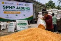 SPHP Jagung Tembus 127 Ribu Ton, Kementan Pastikan Peternak Kebagian
(Foto: koran-jakarta
/AI)