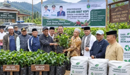 219 ribu bibit kopi Renah Kayu Embun Sungai Penuh