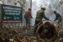 Karhutla Mengancam Satwa Kalbar, Pencegahan Jadi Benteng Utama
(Foto: ugm/AI)