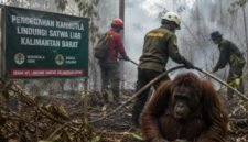 Karhutla Mengancam Satwa Kalbar, Pencegahan Jadi Benteng Utama
(Foto: ugm/AI)