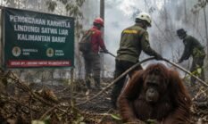 Karhutla Mengancam Satwa Kalbar, Pencegahan Jadi Benteng Utama