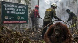 Karhutla Mengancam Satwa Kalbar, Pencegahan Jadi Benteng Utama
(Foto: ugm/AI)